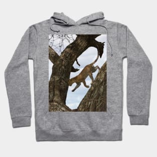 African Leopard on a Tree Hoodie